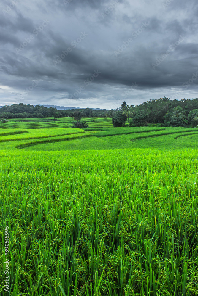 natural beauty with green rice fields in Indonesia