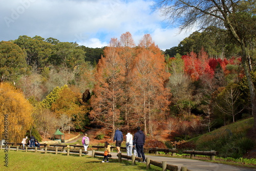 autumn in the park in Adelaide, Australia