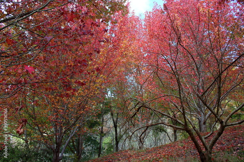 autumn in the park in Adelaide  Australia