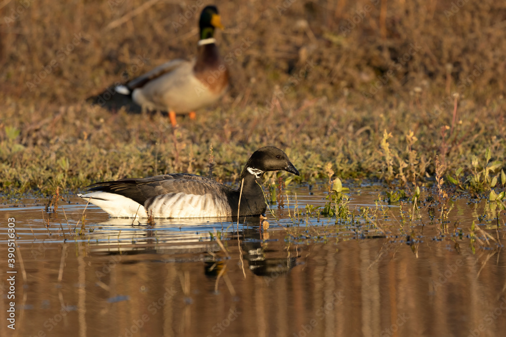 Fototapeta premium Brant is smaller species of goose. Scene from conservation area of ​​Wisconsin during migration