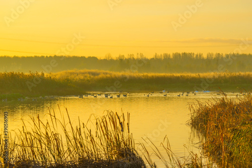 Geese flying in a colorful sky at sunrise in a bright early morning at fall  Almere  Flevoland  The Netherlands  November 5  2020
