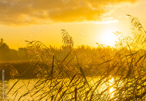 Reed along the misty sunny edge of a lake in wetland at sunrise in bright sunlight in autumn, Almere, Flevoland, The Netherlands, November 5, 2020