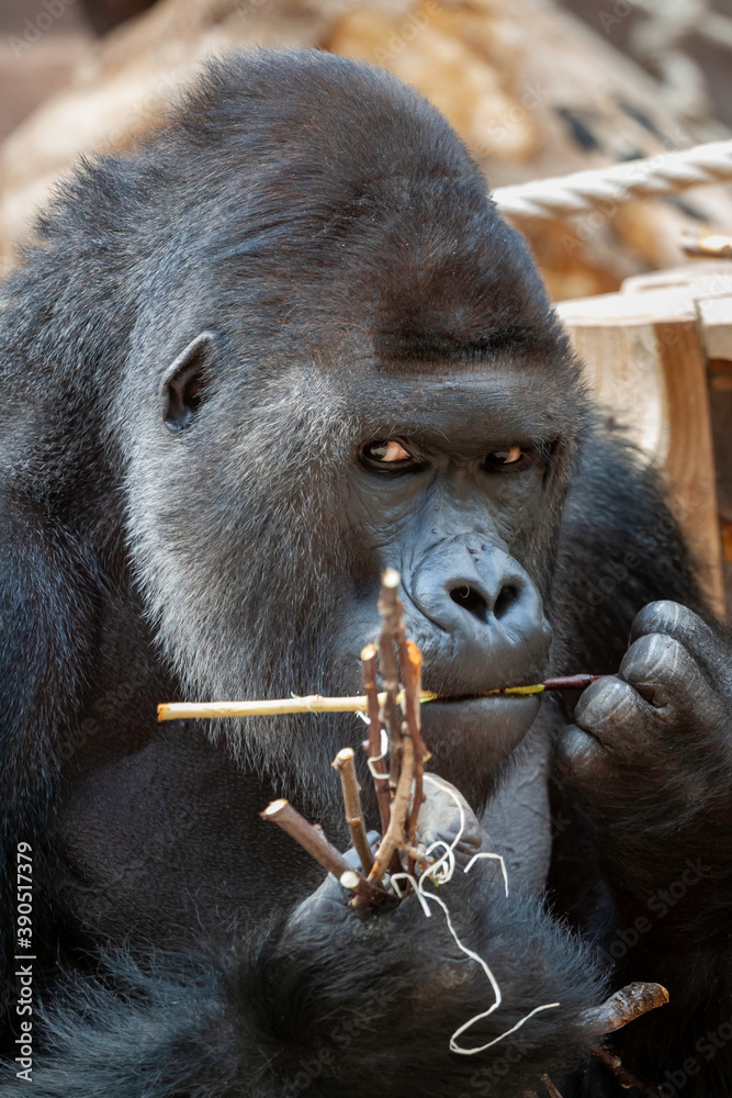 Obraz premium wild adult male black gorilla eats a wooden twig in the park during the day