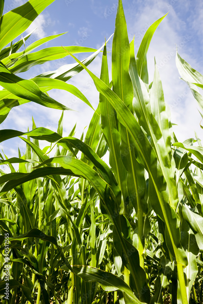 green corn sprouts in the spring or summer green corn sprouts in the spring or summer