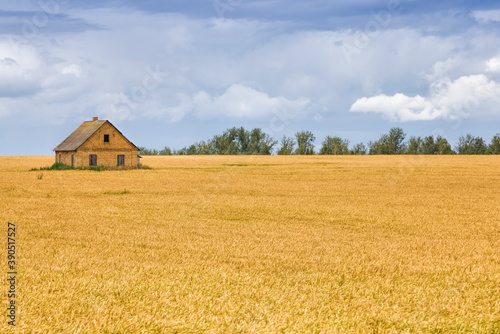 landscape of agricultural crop rye with a house in the field