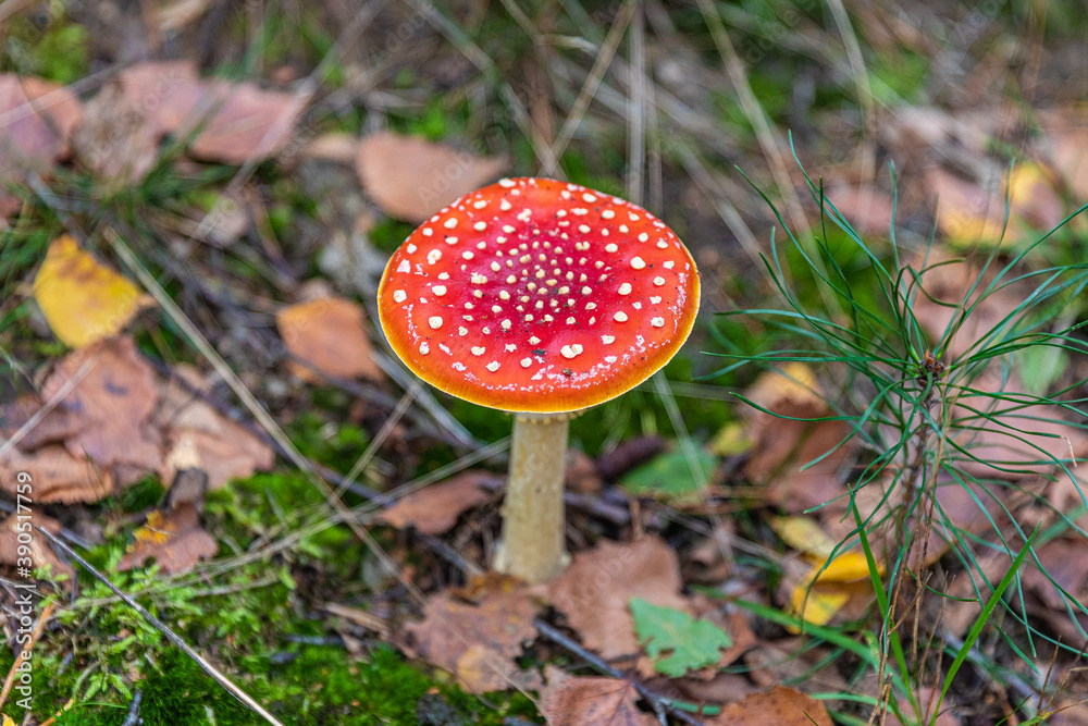 Mushrooms and fungi are always welcome guests in the forest in autumn Mushrooms and fungi are always welcome guests in the forest in autumn
