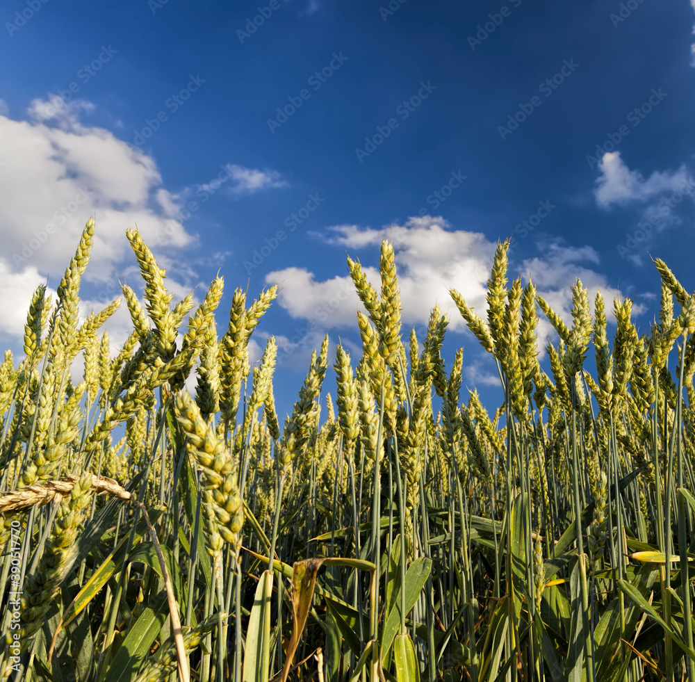 agricultural field in Europe agricultural field in Europe