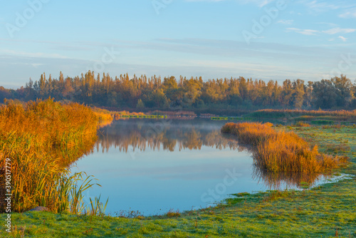 Reed along the misty sunny edge of a lake in wetland at sunrise in bright sunlight in autumn, Almere, Flevoland, The Netherlands, November 5, 2020