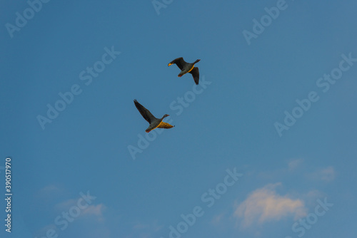 Geese flying in a colorful sky at sunrise in a bright early morning at fall, Almere, Flevoland, The Netherlands, November 5, 2020
