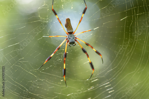 Golden Silk Spider ,Nephila clavipes