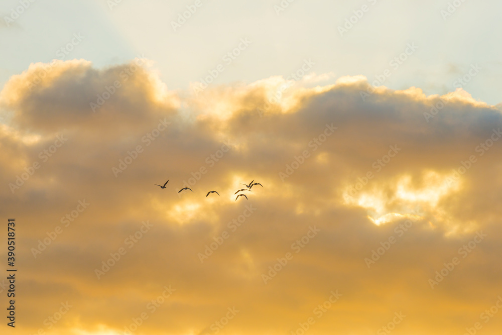 Geese flying in a colorful sky at sunrise in a bright early morning at fall, Almere, Flevoland, The Netherlands, November 5, 2020