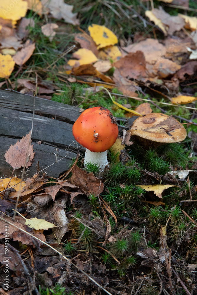 Mushrooms and fungi are always welcome guests in the forest in autumn Mushrooms and fungi are always welcome guests in the forest in autumn