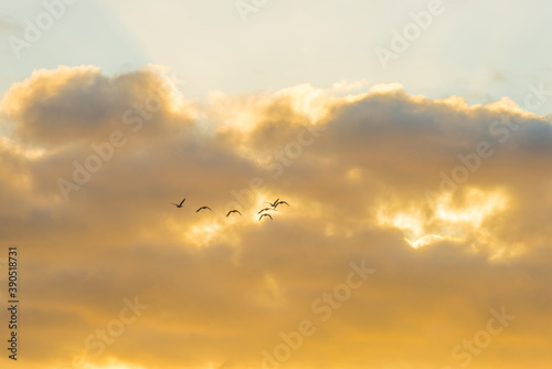 Geese flying in a colorful sky at sunrise in a bright early morning at fall  Almere  Flevoland  The Netherlands  November 5  2020