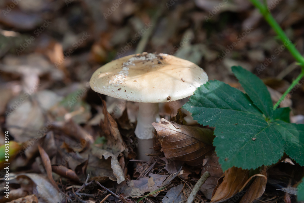 Mushrooms and fungi are always welcome guests in the forest in autumn Mushrooms and fungi are always welcome guests in the forest in autumn