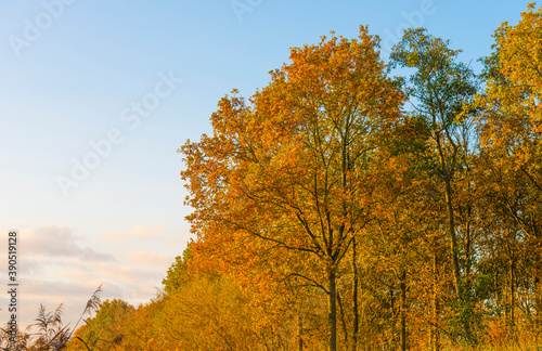 Trees in autumn colors in a field at sunrise under a blue bright sky in sunlight at fall, Almere, Flevoland, The Netherlands, November 5, 2020