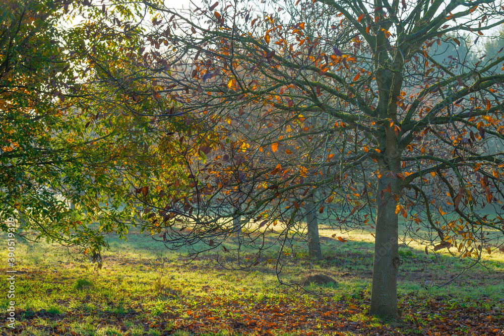 Trees in autumn colors in a field at sunrise under a blue bright sky in sunlight at fall, Almere, Flevoland, The Netherlands, November 5, 2020