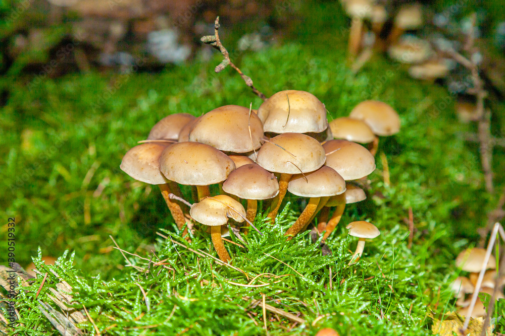 Mushrooms and fungi are always welcome guests in the forest in autumn Mushrooms and fungi are always welcome guests in the forest in autumn