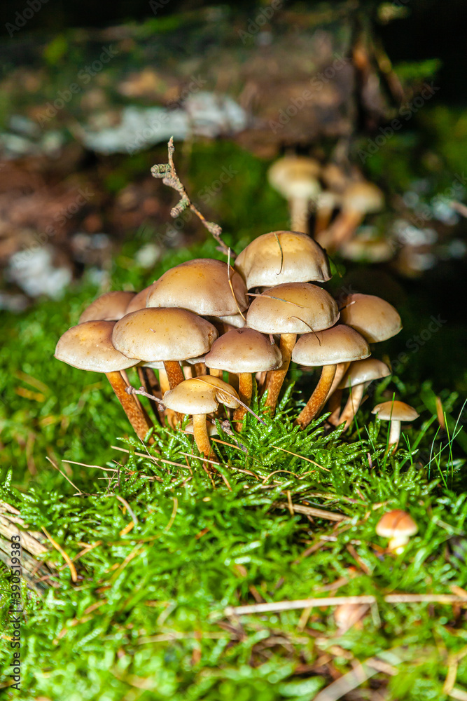 Mushrooms and fungi are always welcome guests in the forest in autumn Mushrooms and fungi are always welcome guests in the forest in autumn