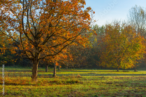 Trees in autumn colors in a field at sunrise under a blue bright sky in sunlight at fall  Almere  Flevoland  The Netherlands  November 5  2020