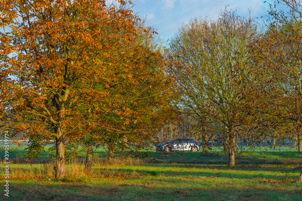 Trees in autumn colors in a field at sunrise under a blue bright sky in sunlight at fall, Almere, Flevoland, The Netherlands, November 5, 2020 Trees in autumn colors in a field at sunrise under a blue bright sky in sunlight at fall, Almere, Flevoland, The Netherlands, November 5, 2020