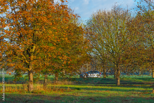 Trees in autumn colors in a field at sunrise under a blue bright sky in sunlight at fall  Almere  Flevoland  The Netherlands  November 5  2020