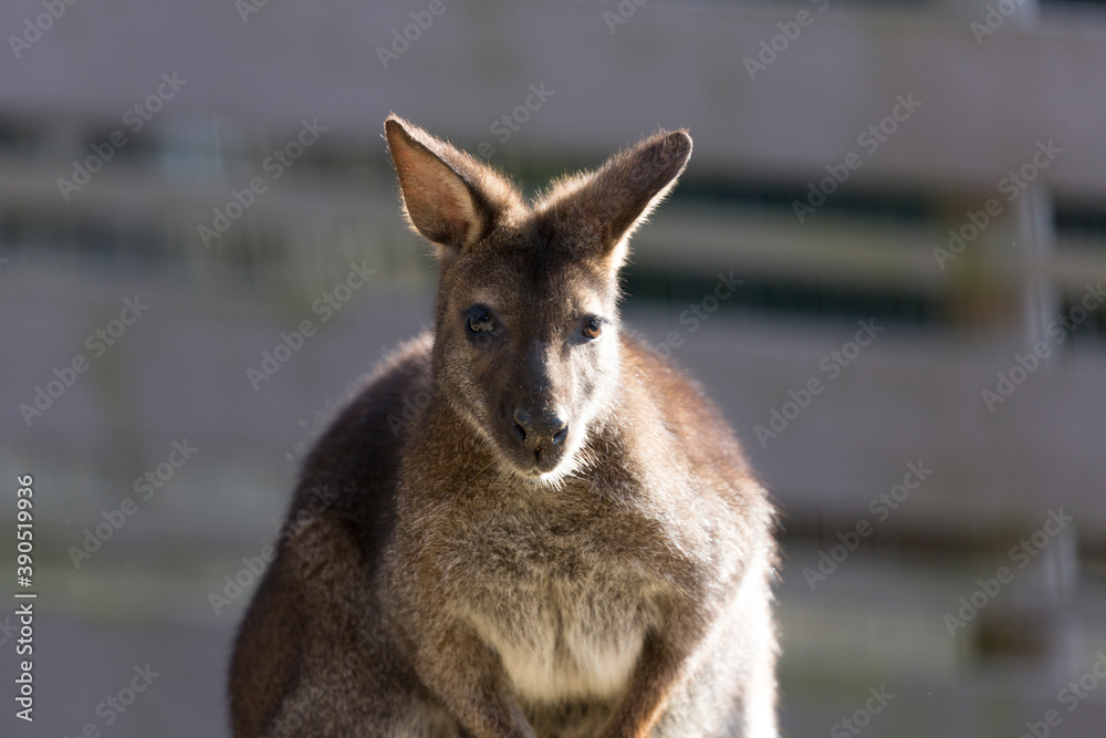 Fototapeta premium ベネットワラビー