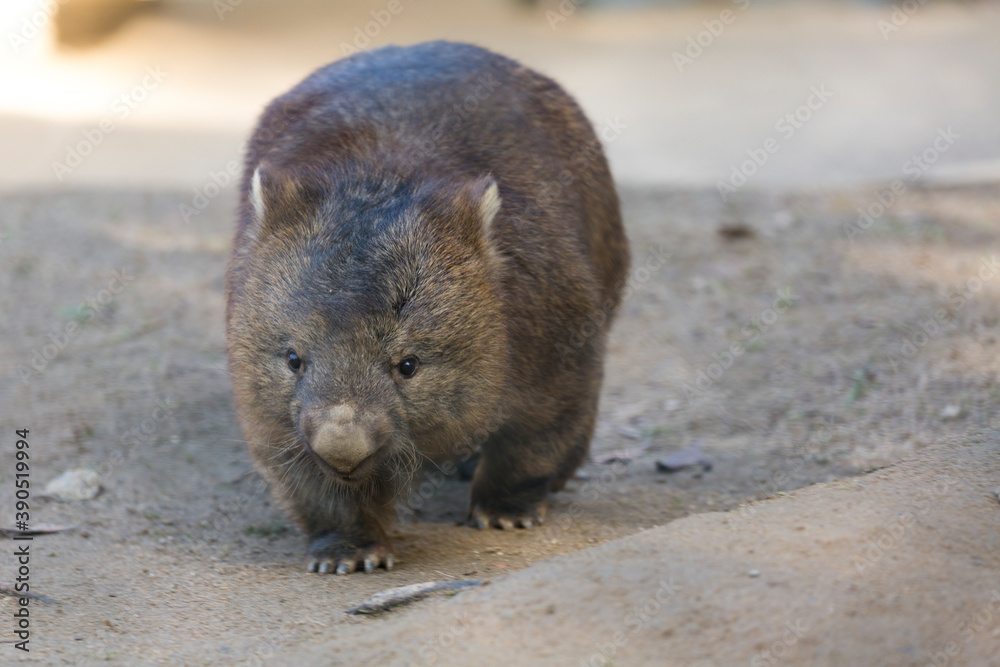 Naklejka premium ヒメウォンバット