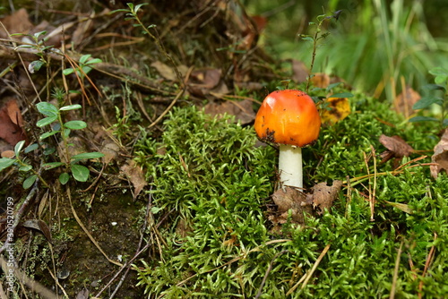 Red mushroom amanita toxic, also called panther cap. False blusher amanita mushroom in the forest against the background of green vegetation © MaxSafaniuk