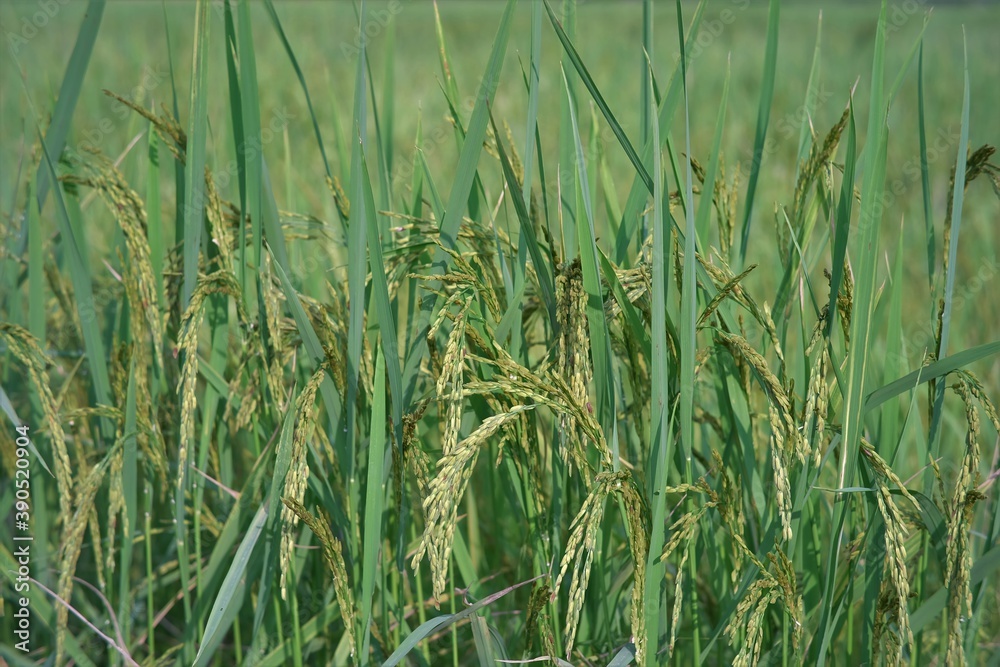 Obraz premium The growing rice plant has green leaves and the rice grains are starting to yellow. Is a glutinous rice grown in Thailand