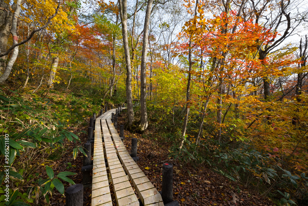 栗駒山紅葉の木道世界谷地への木漏れ日の道 栗駒山紅葉の木道世界谷地への木漏れ日の道