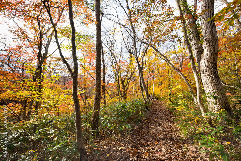 栗駒山紅葉の世界谷地への木漏れ日の道