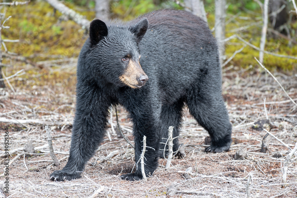 A small wild black bear cub walks out from a group of trees in the hot summer. The furry black bear has large paws, a brown snout, dark eyes, pointy ears with long black fur. The animal is hunting. A small wild black bear cub walks out from a group of trees in the hot summer. The furry black bear has large paws, a brown snout, dark eyes, pointy ears with long black fur. The animal is hunting.