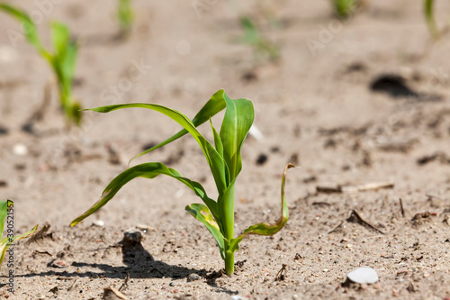 young corn sprouts in the spring season
