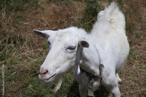 White goat taken close up