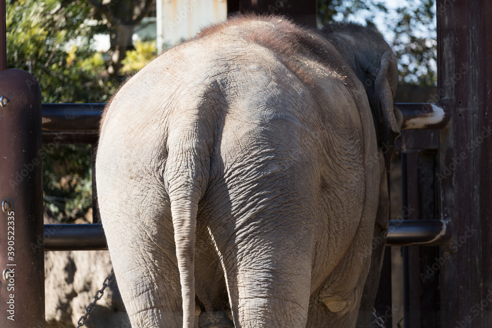 Fototapeta premium 象のお尻