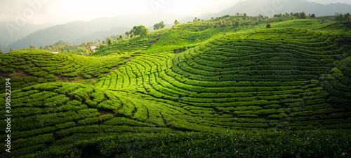 Beautiful Tea Plantation 