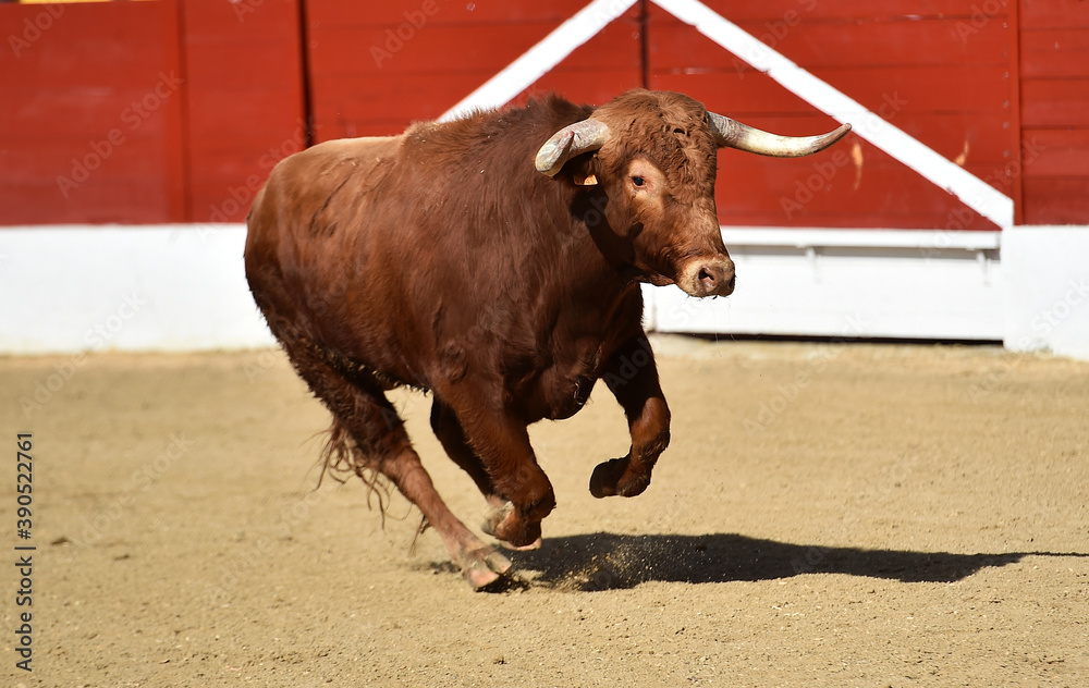 bull red with big horns on the spanish bullring on a traditional spectacle of bullfight bull red with big horns on the spanish bullring on a traditional spectacle of bullfight