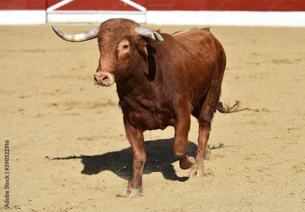 bull red with big horns on the spanish bullring on a traditional spectacle of bullfight bull red with big horns on the spanish bullring on a traditional spectacle of bullfight