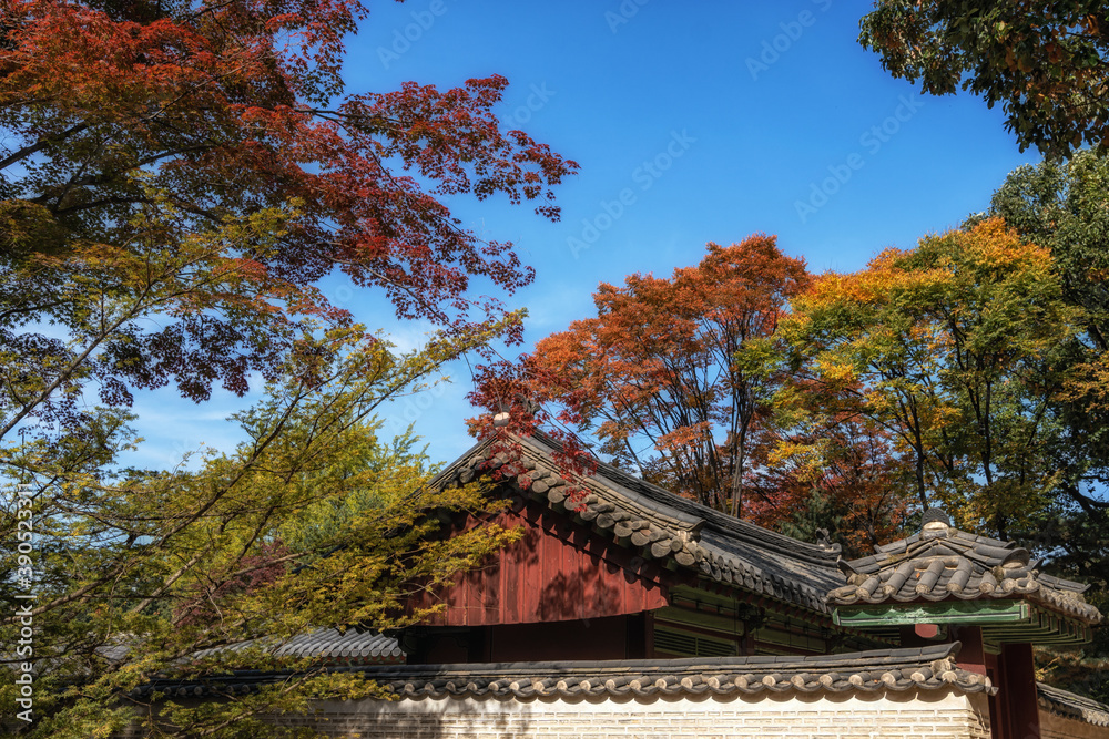 Autumn fall foliage in Jongmyo Shrine
