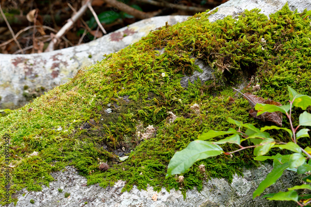 Obraz premium 三神杉のブナ平 苔