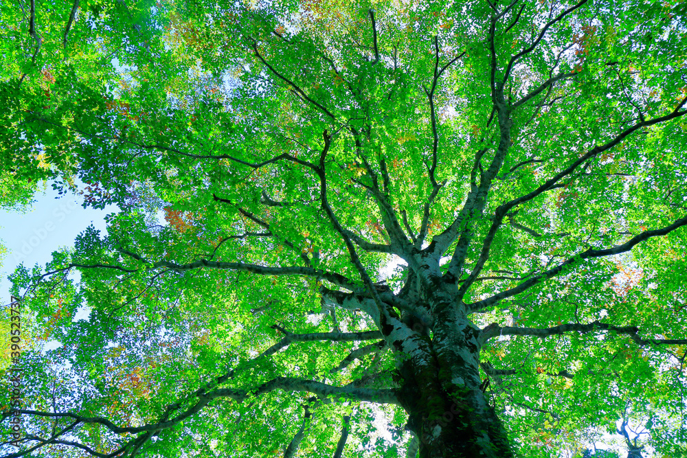 Obraz premium 三神杉のブナ平