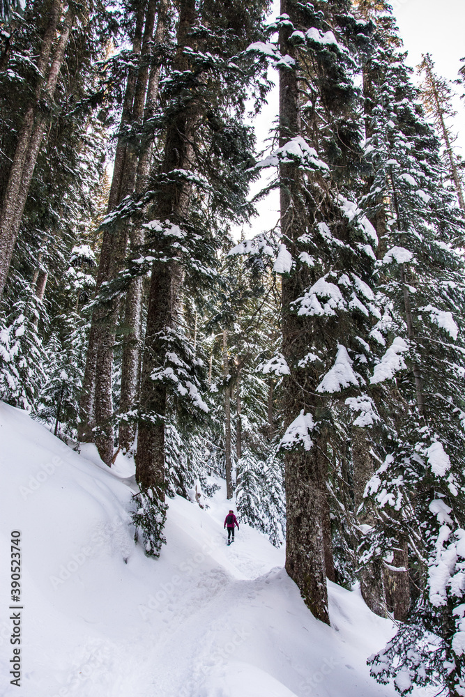 Winter sport activity. Adventurous woman snowshoeing through the forest in deep snow. Winter sport activity. Adventurous woman snowshoeing through the forest in deep snow.