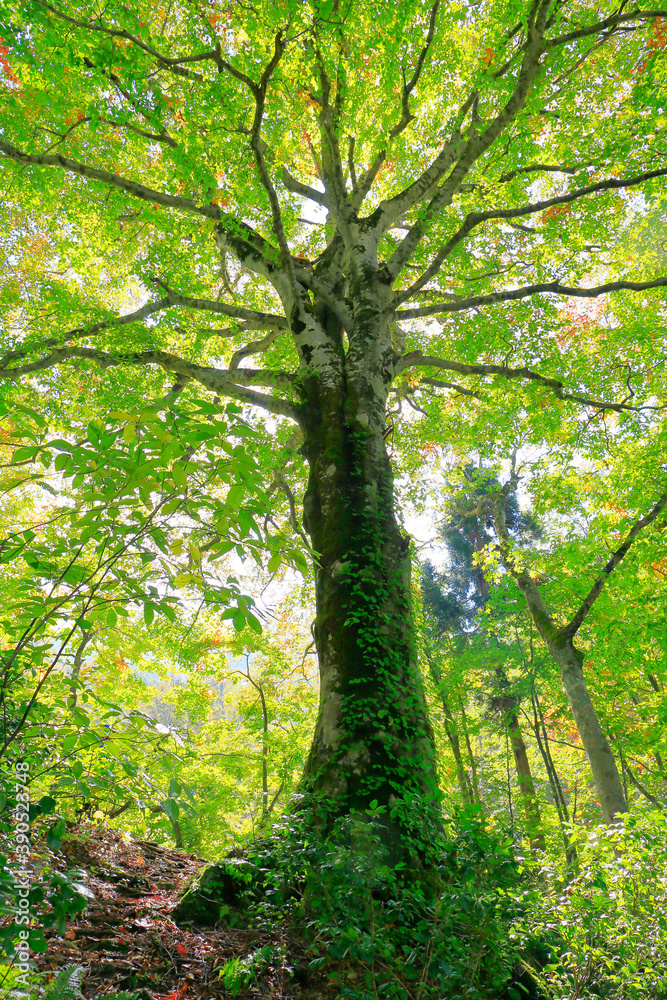 Naklejka premium 三神杉のブナ平