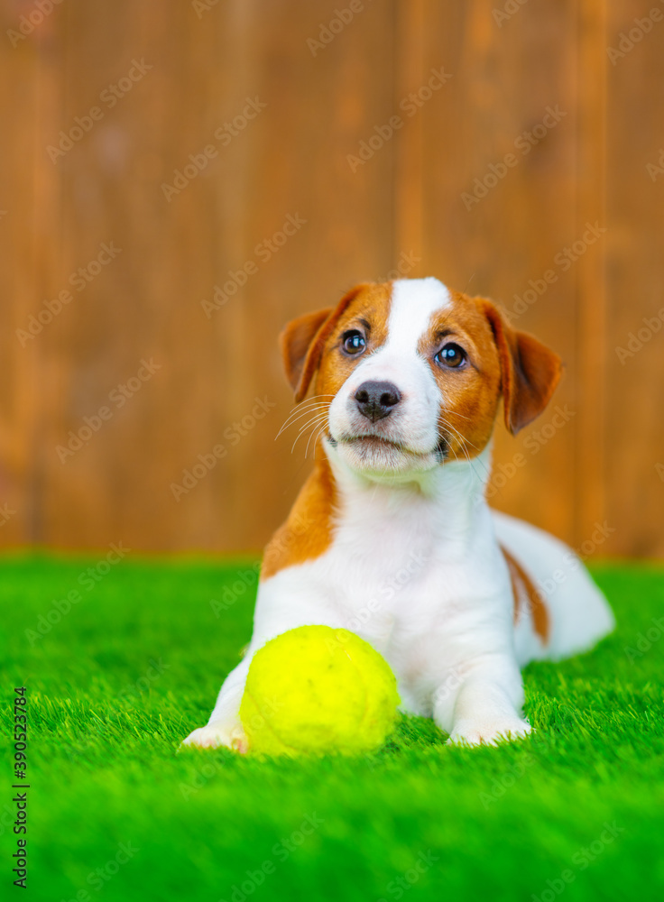 Jack russell terrier puppy lies in an embrace with a yellow ball on the grass on the lawn of the local area