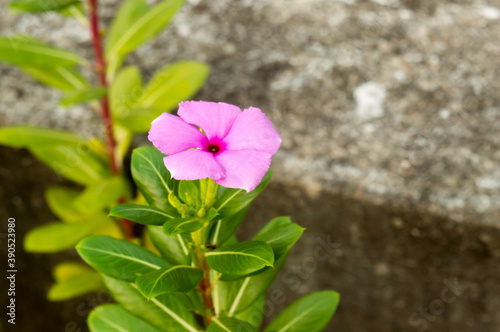 Beautiful Madagascar Periwinkle A Periwinkle rosy pink flower plant in morning sunlight. Catharanthus roseus a graveyard evergreen and glossy foliage flowering plant.