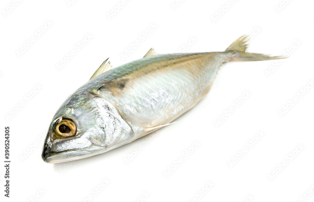 Fresh mackerel fish isolated on white background Fresh mackerel fish isolated on white background
