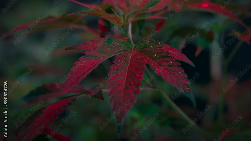 Closeup of Cannabis under a red grow light Closeup of Cannabis under a red grow light