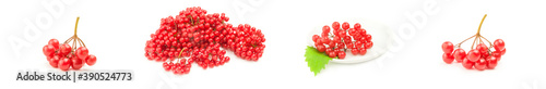 Set of branch ripe viburnum isolated on a white background cutout