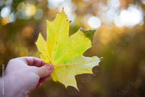 The hand holds a yellow maple leaf against the background of the autumn forest