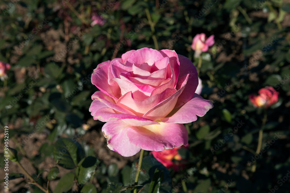 Floral. Roses blossom in the garden. Closeup view of beautiful Floribunda Rosa Elle green leaves and flower of light pink petals, spring blooming in the park. Floral. Roses blossom in the garden. Closeup view of beautiful Floribunda Rosa Elle green leaves and flower of light pink petals, spring blooming in the park.